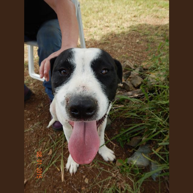 Photo of Connor (Adoption Pending)