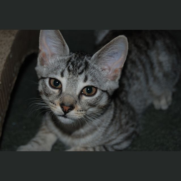 Photo of Addison