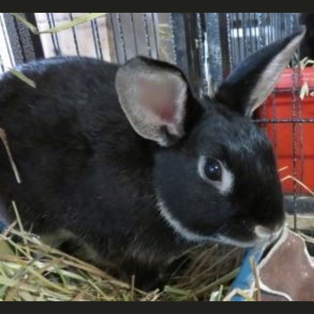 Photo of Tango