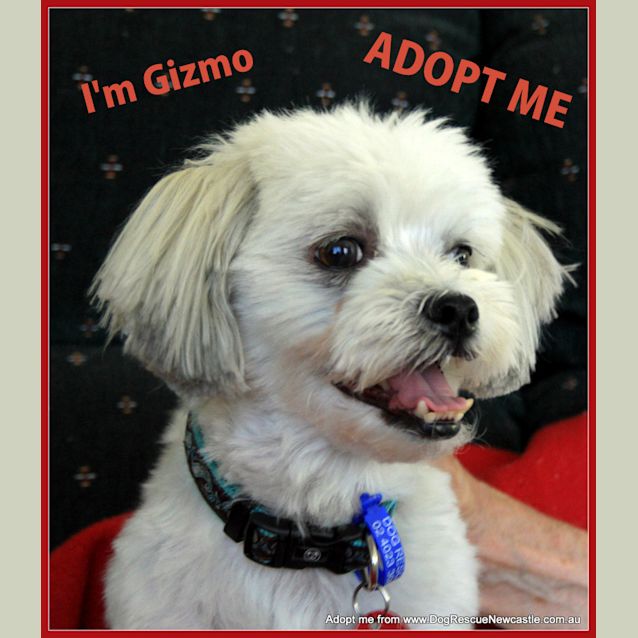 Photo of Gizmo (On Trial 25/1/15)~ Maltese X Shih Tzu, Male