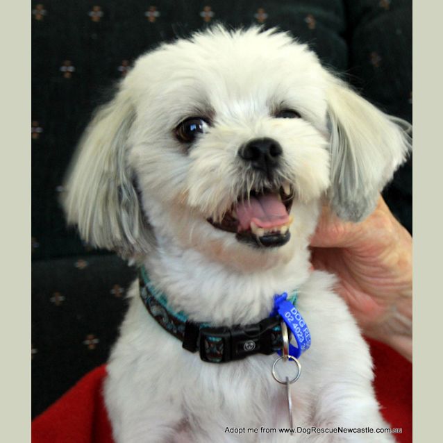 Photo of Gizmo (On Trial 25/1/15)~ Maltese X Shih Tzu, Male