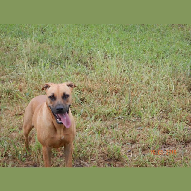 Photo of Ella (Adoption Pending)