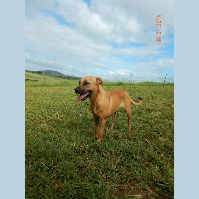 Photo of Ella (Adoption Pending)