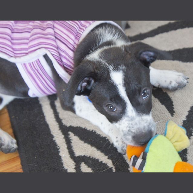 Photo of Sammie ~ On Trial 30/1/15