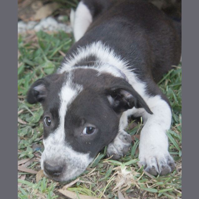 Photo of Sammie ~ On Trial 30/1/15