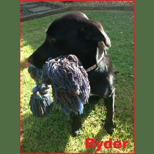Photo of Ryder 