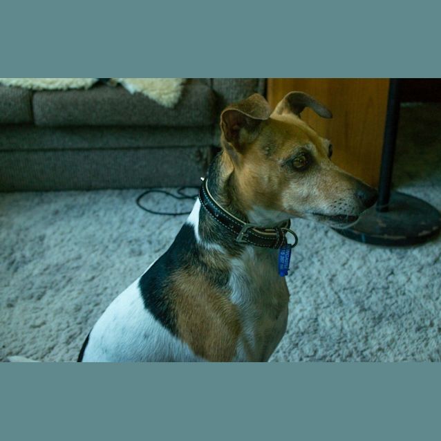 Photo of Reggie (Trial 5/2/15)~ Foxy X Jack Russell Terrier