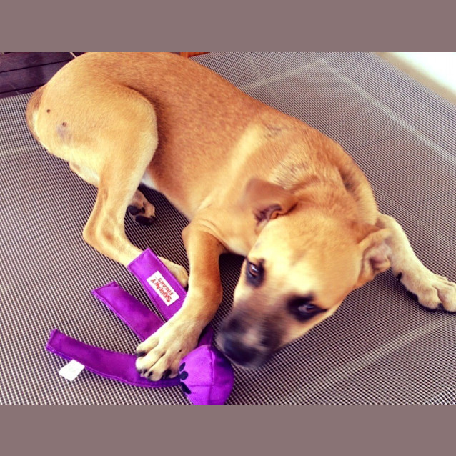 Photo of Aston (At Rspca Big Adopt Day Sept 19 Brisbane)