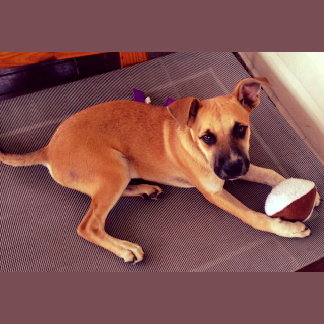 Photo of Aston (At Rspca Big Adopt Day Sept 19 Brisbane)