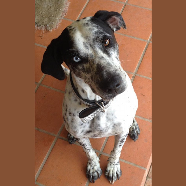 Photo of Shelby