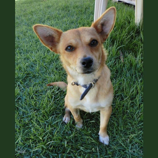 Photo of Lolly *On Trial In Her New Home*