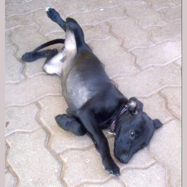 Photo of Jet