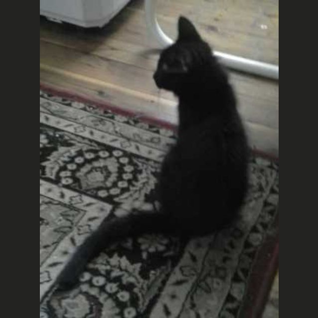 Photo of Soot Soot