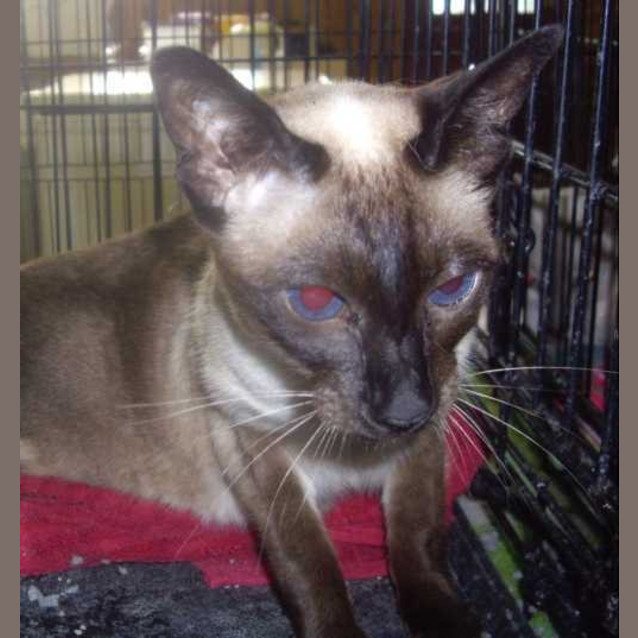 Photo of Cleo