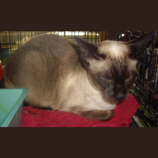 Photo of Cleo