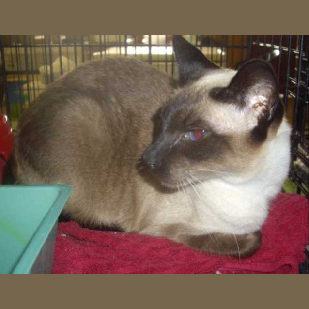 Photo of Cleo