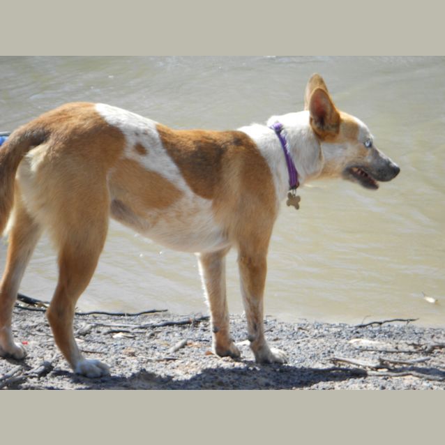 Photo of Gidget (Adoption Pending)