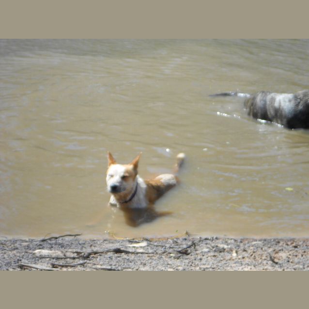 Photo of Gidget (Adoption Pending)