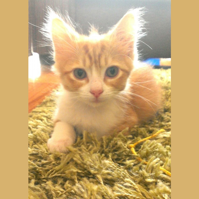 Photo of Geoffrey