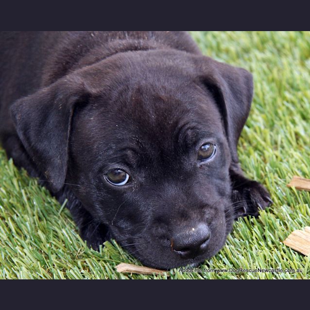 Photo of Ninja (Trial 1/2/15) ~ English Staffy Puppy