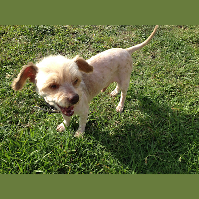 Photo of Sparky ~ Located Parramatta Area