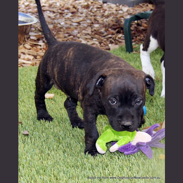 Photo of Kira (Trial 1/2/15) ~ English Staffy Puppy