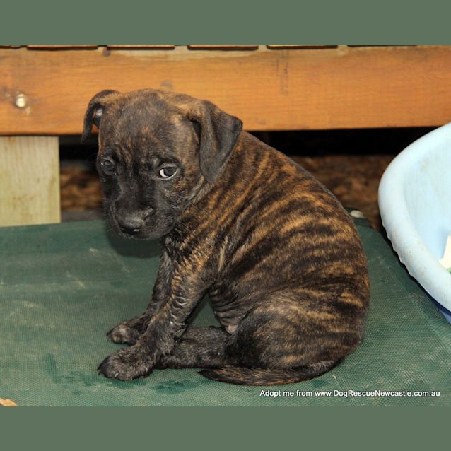 Photo of Kira (Trial 1/2/15) ~ English Staffy Puppy