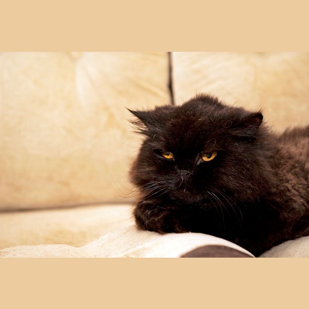 Photo of Spikey
