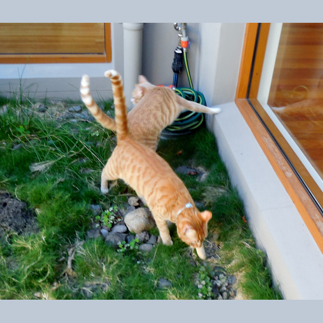 Photo of Fern And Gully