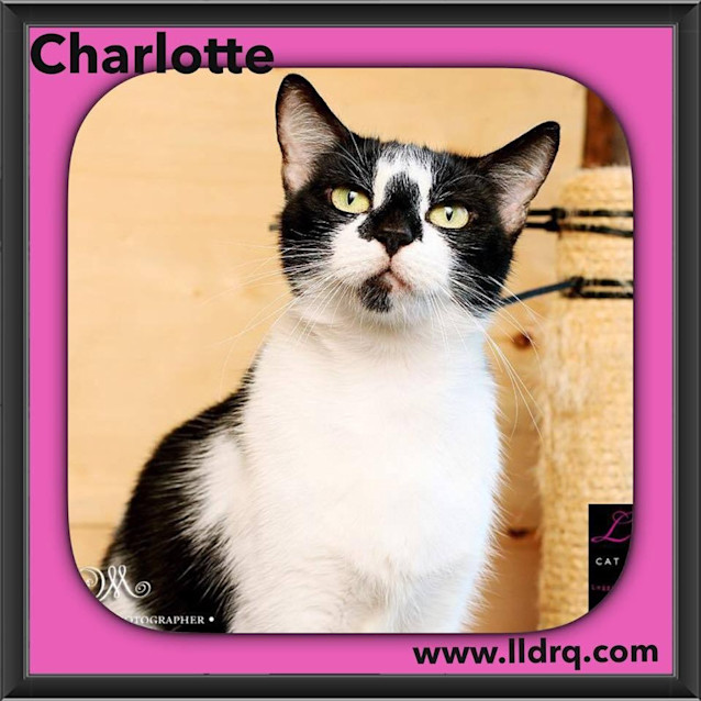 Photo of Charlotte 