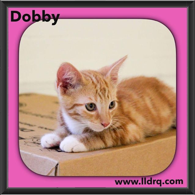Photo of Dobby 