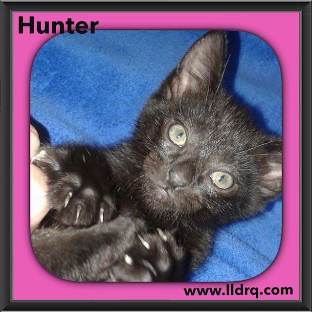 Photo of Hunter 