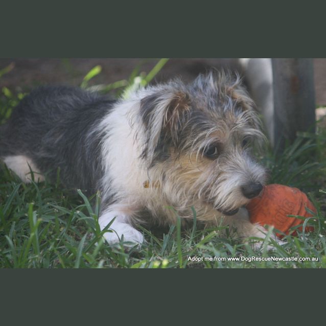 Photo of Bouncer (On Trial 16/2/15) ~ Jrt X