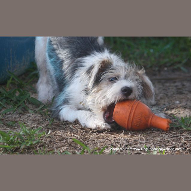 Photo of Bouncer (On Trial 16/2/15) ~ Jrt X