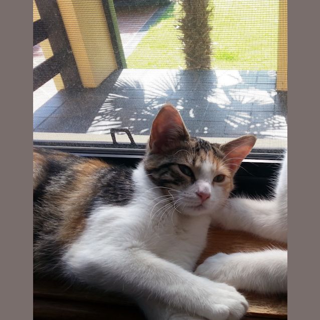 Photo of Smoochy Kitten Bella   Looking For A Forever Home