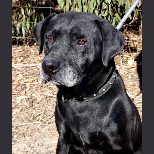 Photo of Hugo   Silver Paw