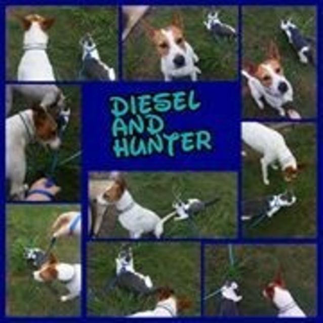 Photo of Diesel (Adoption Pending)