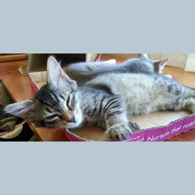 Photo of Shannon & Isla