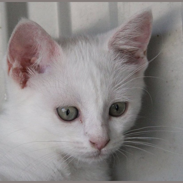 Photo of Clove