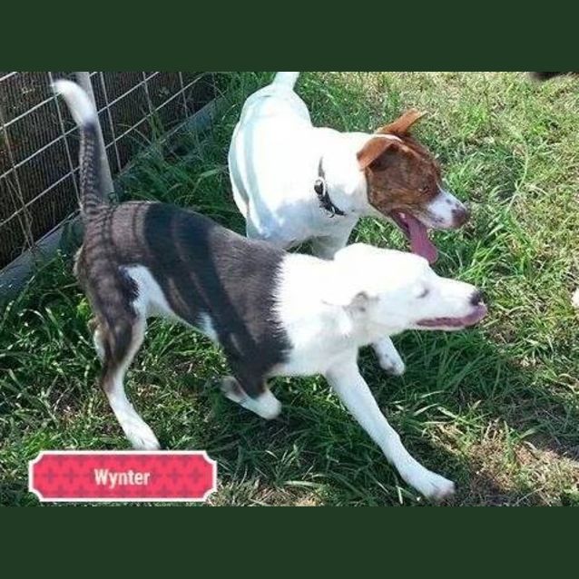 Photo of Wynter