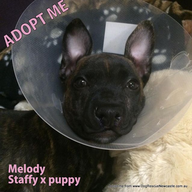 Photo of Melody (On Trial 20/2/15) ~ Staffy X Puppy
