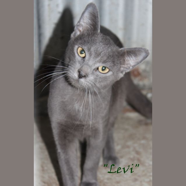 Photo of Levi