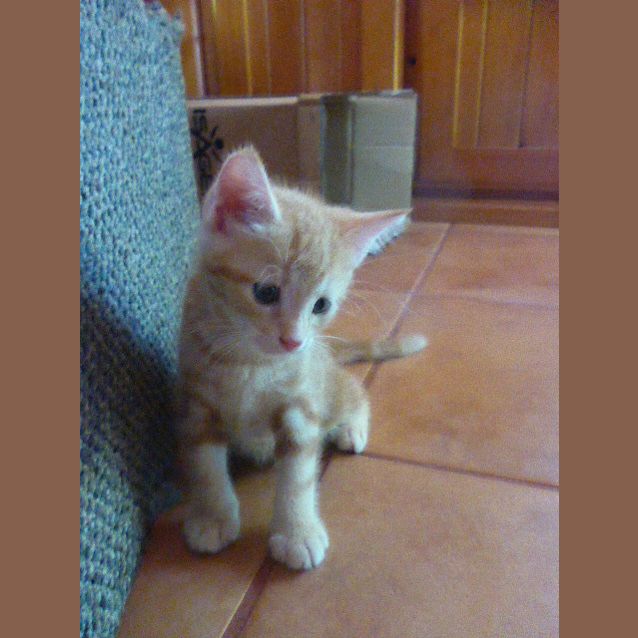 Photo of Jingle Be C20782 *Adoption Pending*