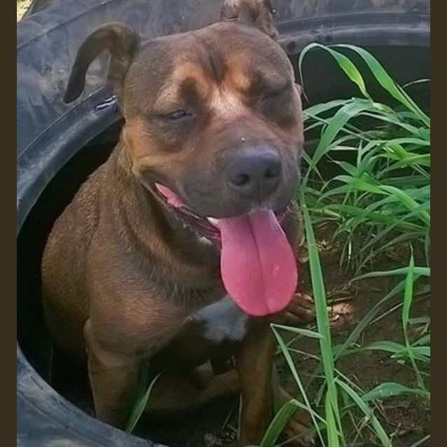 Photo of Tank (Adoption Pending)