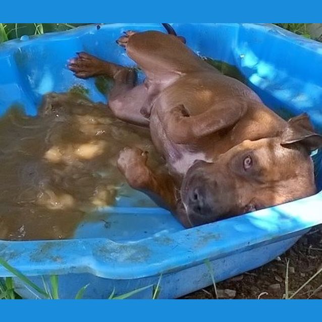 Photo of Tank (Adoption Pending)