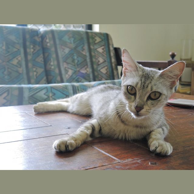 Photo of Cleopatra