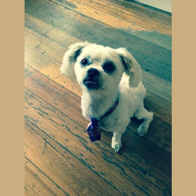 Photo of Dexter
