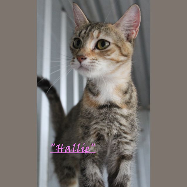 Photo of Hallie