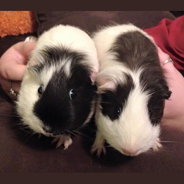 Photo of Aria And Harmony