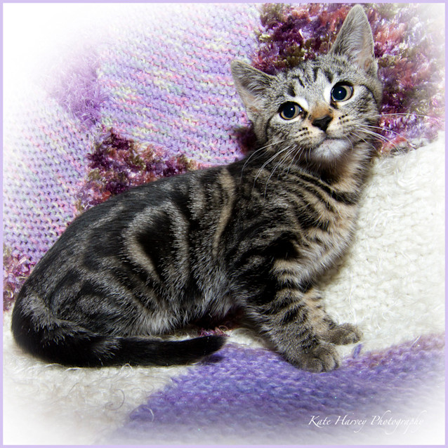 Photo of Iris